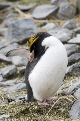 Macaronipingun - Macaroni Penguin - Eudyptes chrysolophus