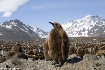 King Penguin - Koningspingun - Aptenodytes patagonicus