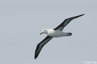 Black-browed Albatross - Wenkbrouwalbatros - Thalassarche melanophrys