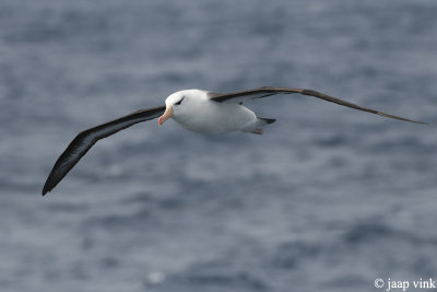 Black-browed Albatross - Wenkbrouwalbatros - Thalassarche melanophrys
