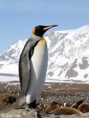 King Penguin - Koningspingun - Aptenodytes patagonicus