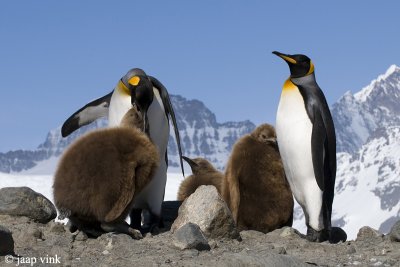 King Penguin - Koningspingun - Aptenodytes patagonicus