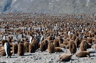 King Penguin - Koningspingun - Aptenodytes patagonicus