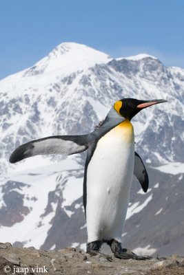 King Penguin - Koningspingun - Aptenodytes patagonicus