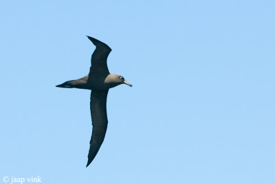 Dark-mantled Sooty Albatross - Zwarte Albatros - Phoebetria fusca