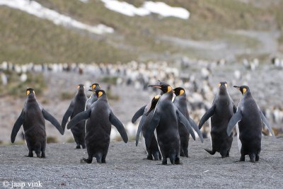 King Penguin - Koningspingun - Aptenodytes patagonicus