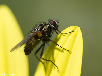 Flower Fly - Bloemvlieg spec. - Hydrophoria lancifer