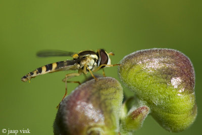 Long Hoverfly - Grote Langlijf - Sphaerophoria scripta