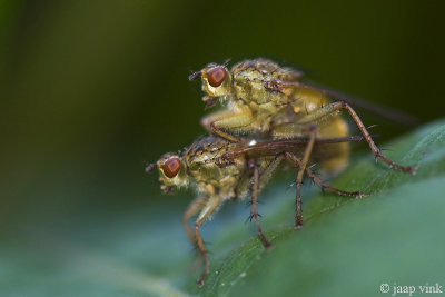 Yellow Dungfly - Strontvlieg - Scathophaga stercoraria