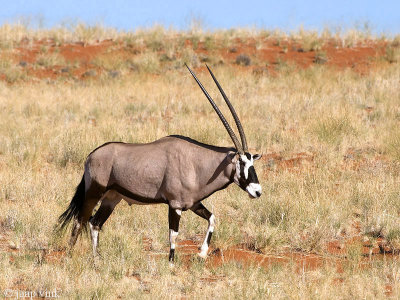 Oryx - Gemsbok - Oryx gazella