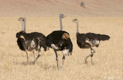 Common Ostrich - Struisvogel - Struthio camelus