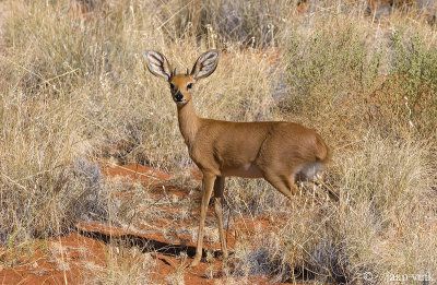 Steenbok - Steenbok - Raphicerus campestris