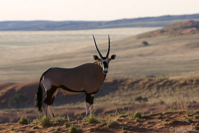 Oryx - Gemsbok - Oryx gazella