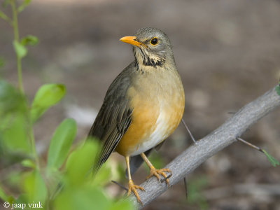 Kurrichane Trush - Kurrichanelijster - Turdus libonyanus