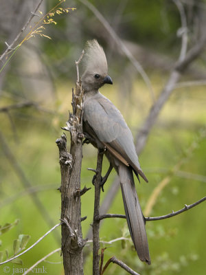 Grey Go-away Bird - Vale Toerako - Corythaixoides concolor