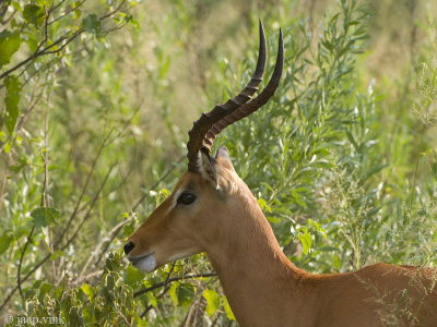 Impala - Impala - Aepyceros melampus