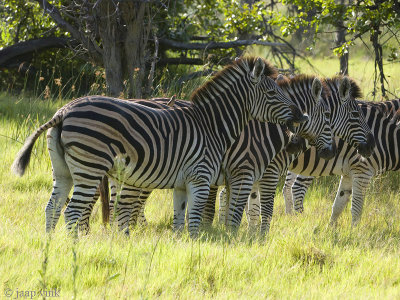 Plains Zebra - Steppenzebra -  Equus burchellii