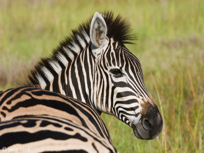 Plains Zebra - Steppenzebra -  Equus burchellii