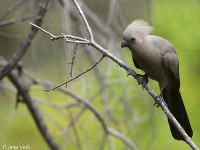 Grey Go-away Bird - Vale Toerako - Corythaixoides concolor