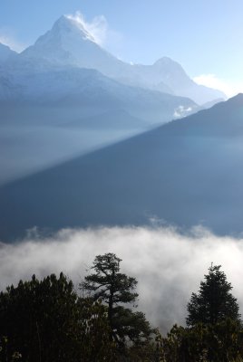 Himalayan Mist