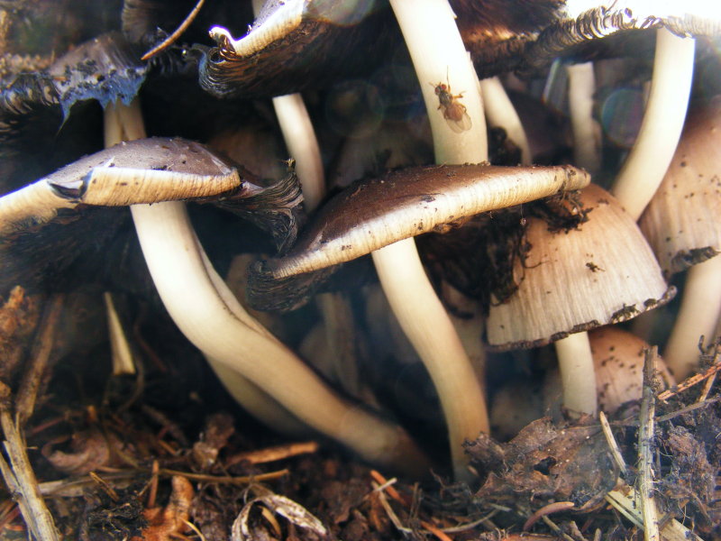 wild shrooms.JPG