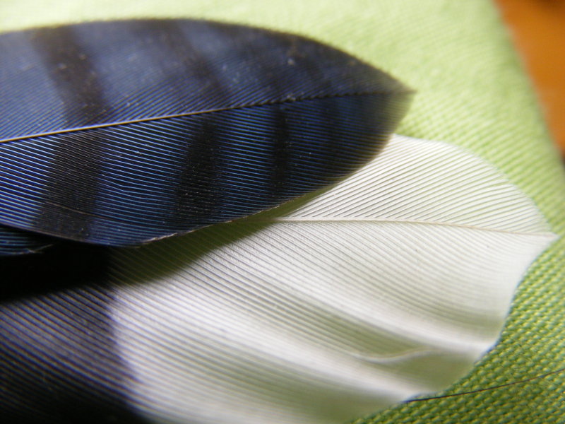 bluejay4.JPG