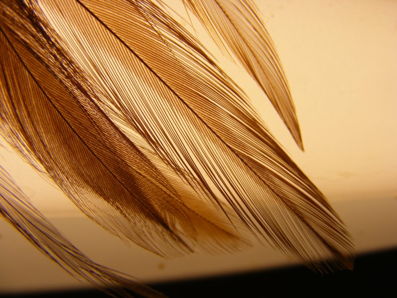 feathers under glass.JPG