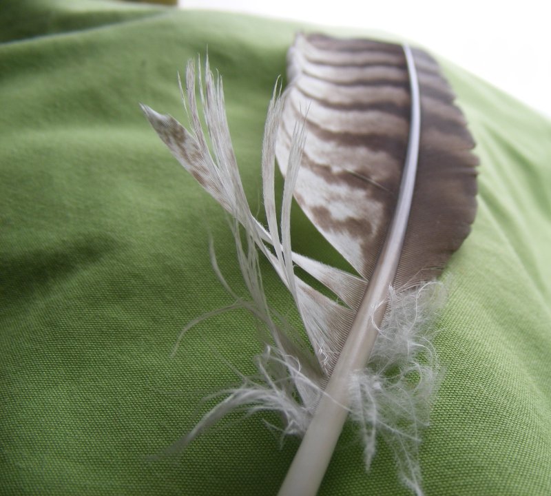 owl feather.JPG