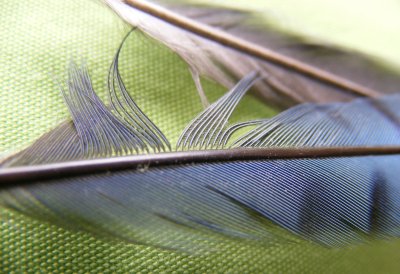 bluejay (2).JPG
