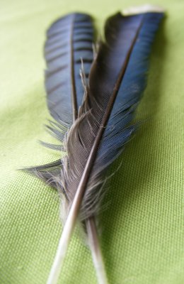 bluejay5.JPG
