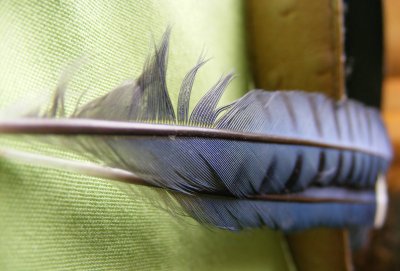 macro feathers.JPG