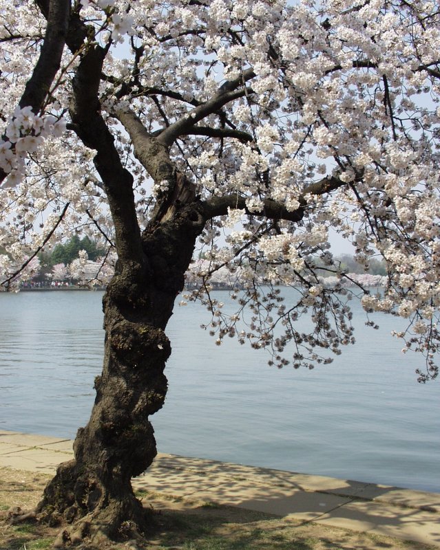 Cherry blossom - Washington DC