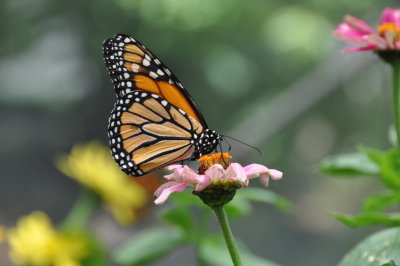  Monarch, Danaus plexippus