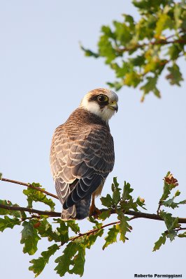 Falco vespertinus(Red-footed falcon-Falco cuculo)