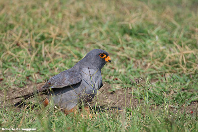                 Falco vespertinus(Red-footed falcon-Falco cuculo)