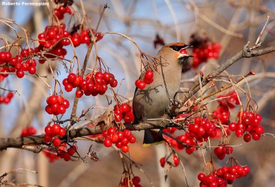 Bombycilla garrulus (waxwing-beccofrusone)