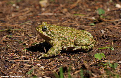 bufo viridis (rospo smeraldino)