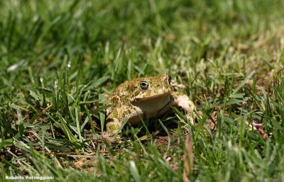 bufo viridis (rospo smeraldino)