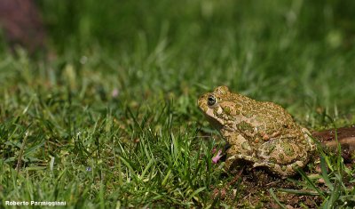 bufo viridis (rospo smeraldino)