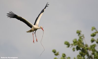 Ciconia ciconia (white stork-cicogna bianca)