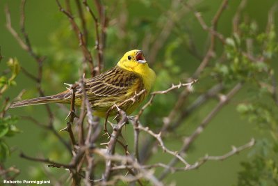 Emberiza citrinella (Yellow bunting-Zigolo giallo)