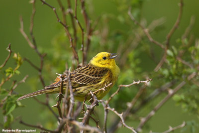 Emberiza citrinella (Yellow bunting-Zigolo giallo)