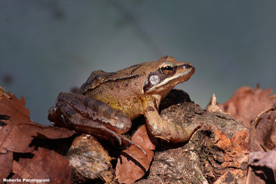 Rana dalmatina (rana agile)