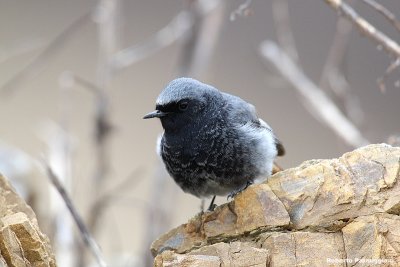 Phoenicurus ochrurus (black redstart-codirosso spazzacamino)