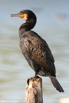 Phalacrocorax carbo (cormorant-cormorano)