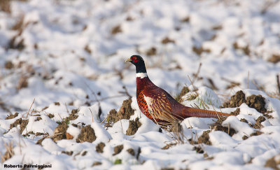 Phasianus colchicus(pheasant-fagiano comune)