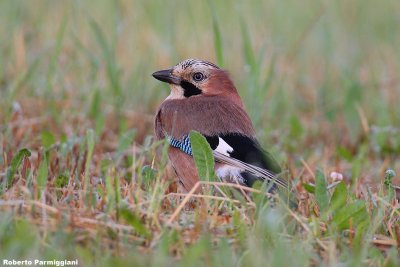 Garrulus glandarius (jay-ghiandaia)