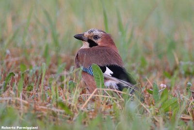 Garrulus glandarius (jay-ghiandaia)