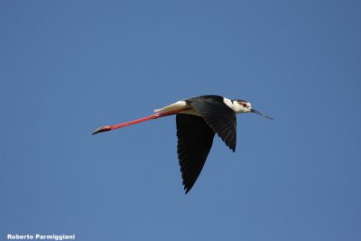 Himantopus himantopus (black winged stilt-cavaliere d'Italia