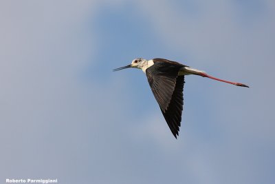 Himantopus himantopus (black winged stilt-cavaliere d'Italia